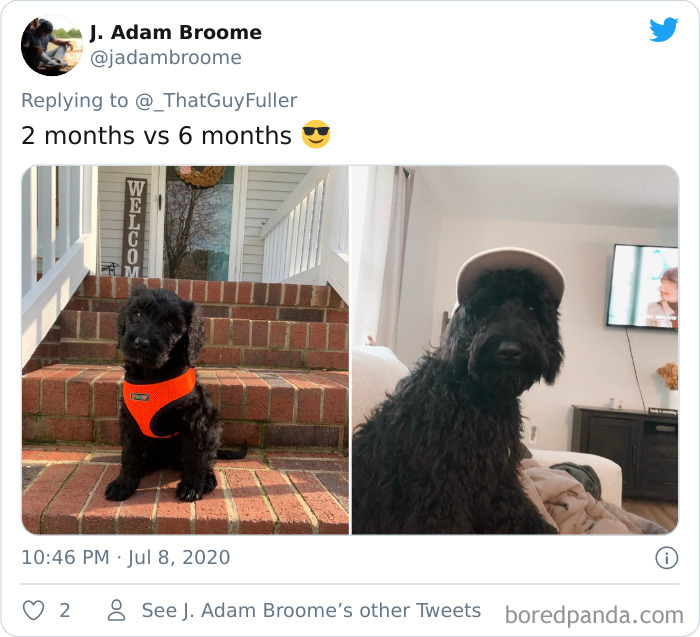 People-Share-Dog-Photos-Then-And-Now