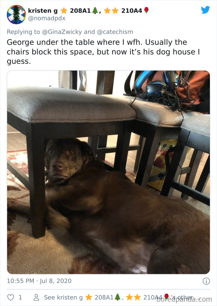 Ugly-Pictures-Of-Pets