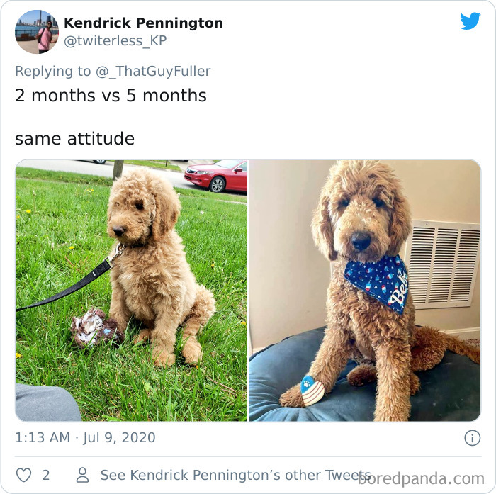 People-Share-Dog-Photos-Then-And-Now