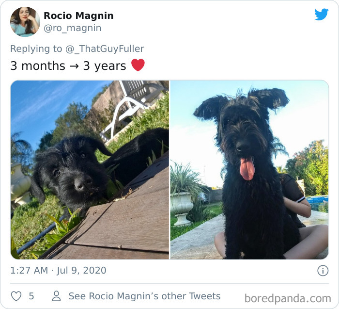 People-Share-Dog-Photos-Then-And-Now