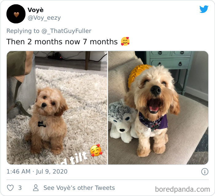 People-Share-Dog-Photos-Then-And-Now