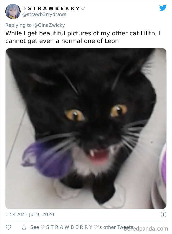 Ugly-Pictures-Of-Pets