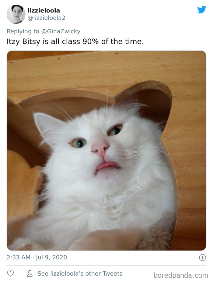 Ugly-Pictures-Of-Pets