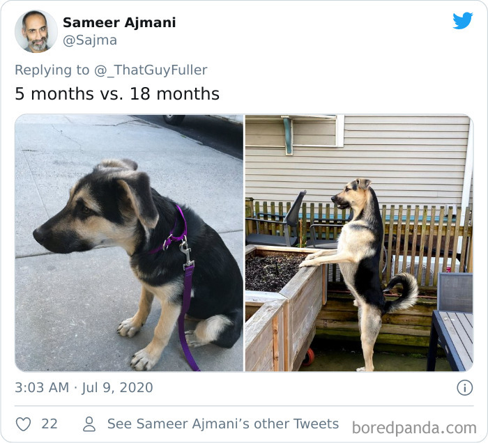 People-Share-Dog-Photos-Then-And-Now