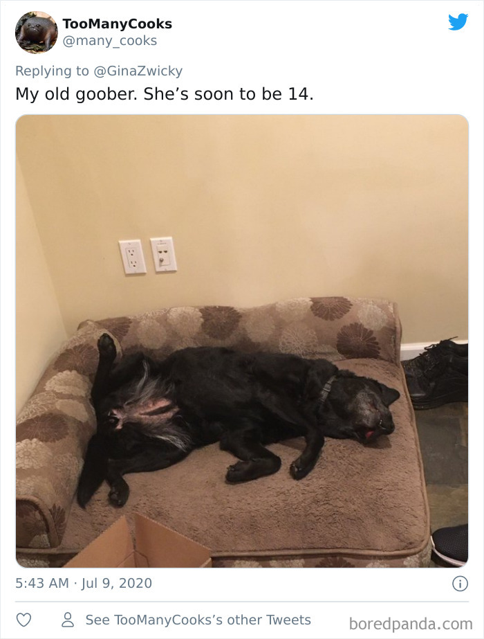 Ugly-Pictures-Of-Pets