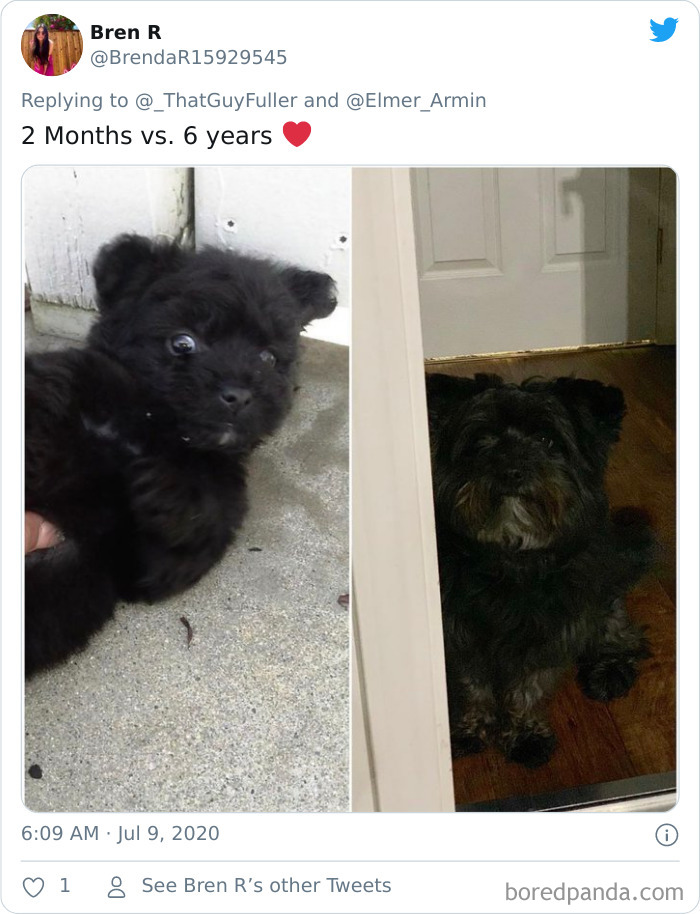 People-Share-Dog-Photos-Then-And-Now