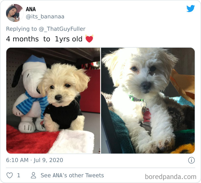 People-Share-Dog-Photos-Then-And-Now