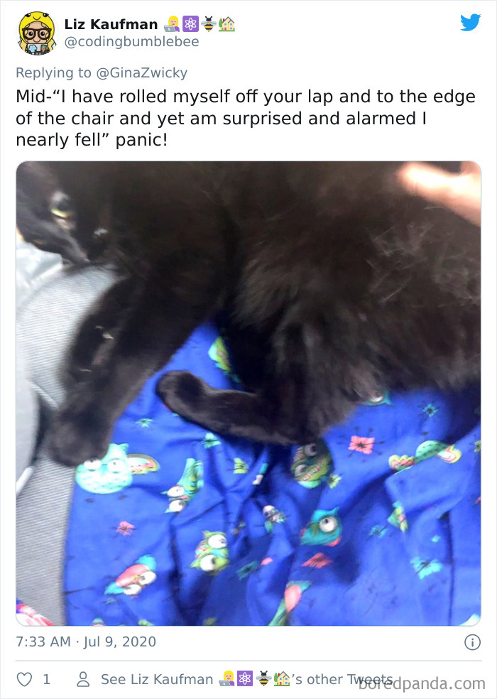 Ugly-Pictures-Of-Pets