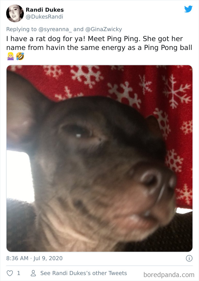 Ugly-Pictures-Of-Pets