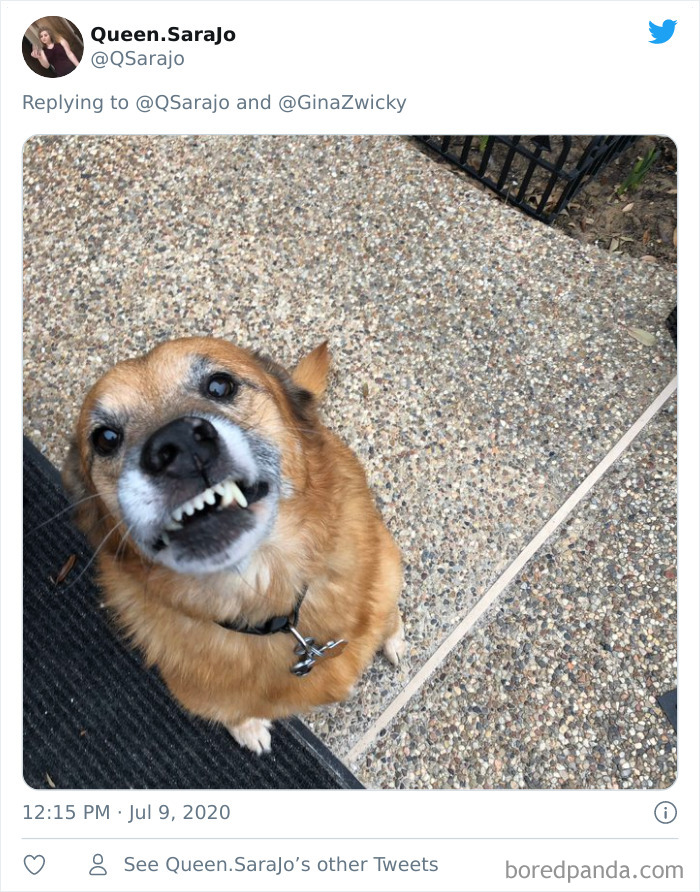 Ugly-Pictures-Of-Pets