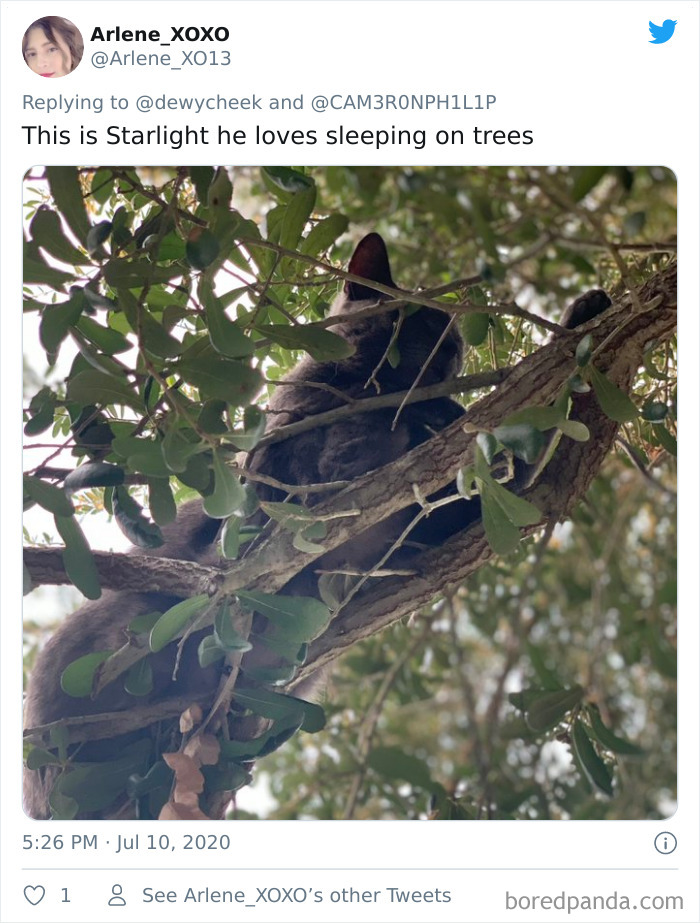 Sleeping-Cats-In-Trees