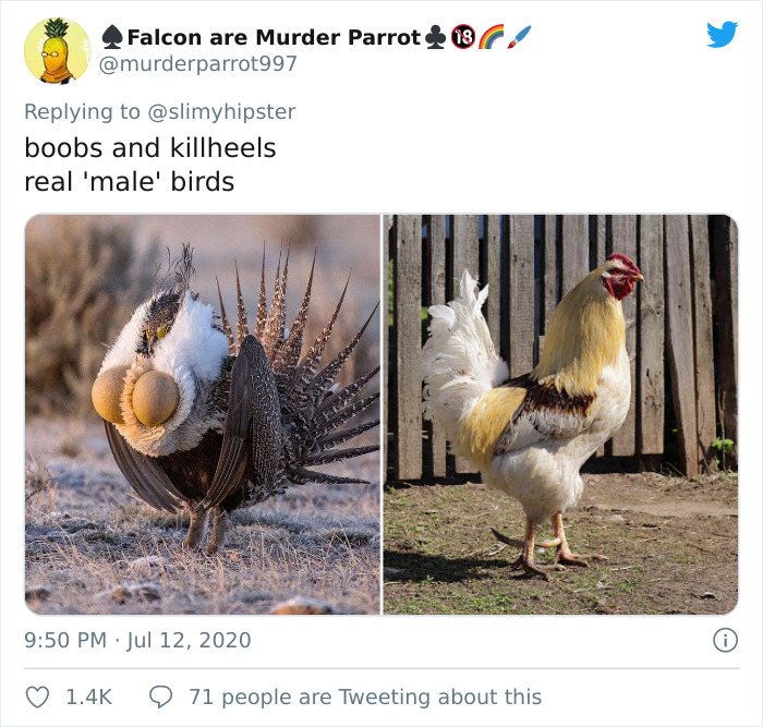 People Are Pointing Out How Animators Exaggerate Female Animal Characters And Give 14 Examples