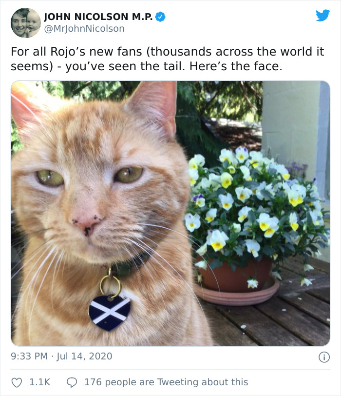 "I Apologize For My Cat’s Tail": Scottish MP Goes Viral After His Cat Photobombs A Zoom Meeting "I Apologize For My Cat’s Tail": Scottish MP Goes Viral After His Cat Photobombs A Zoom Meeting