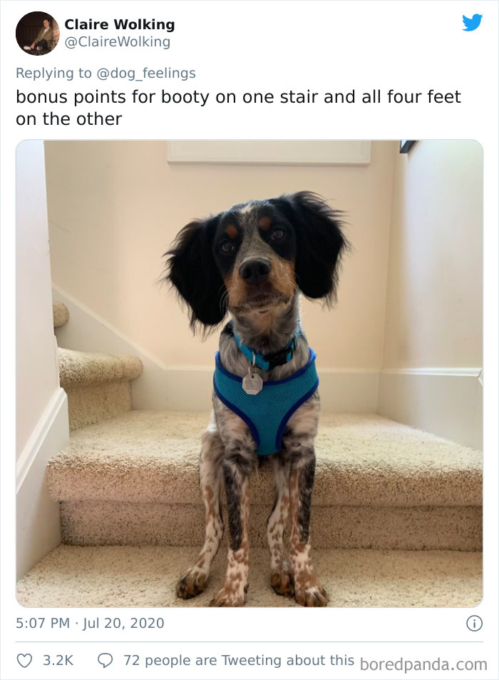 The-Rarest-Sit-Dogs-Stairs-Thoughts-Of-Dog