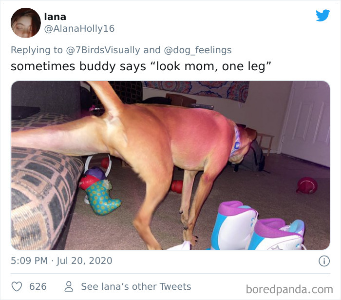 The-Rarest-Sit-Dogs-Stairs-Thoughts-Of-Dog