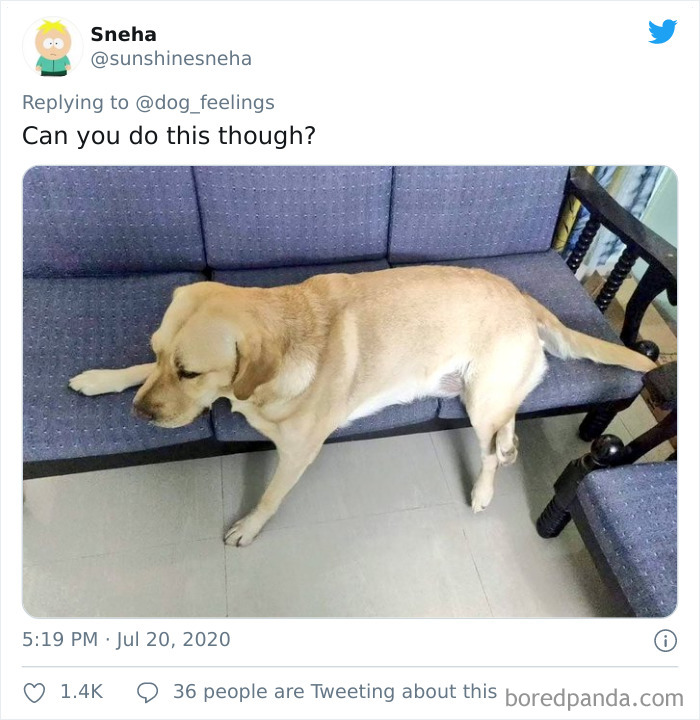 The-Rarest-Sit-Dogs-Stairs-Thoughts-Of-Dog