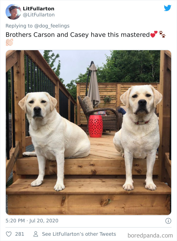 The-Rarest-Sit-Dogs-Stairs-Thoughts-Of-Dog