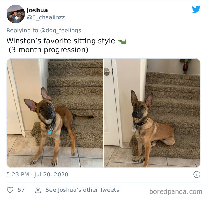 The-Rarest-Sit-Dogs-Stairs-Thoughts-Of-Dog