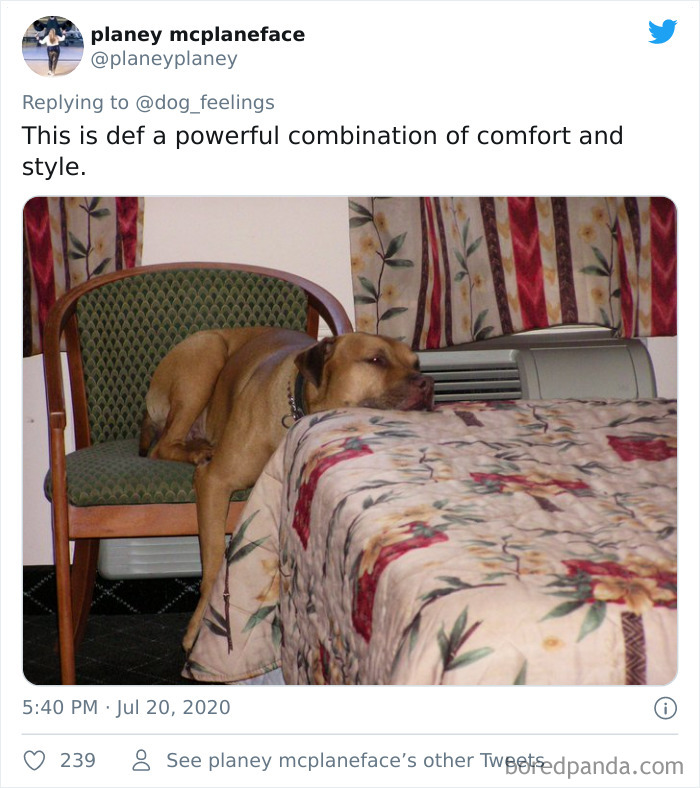 The-Rarest-Sit-Dogs-Stairs-Thoughts-Of-Dog