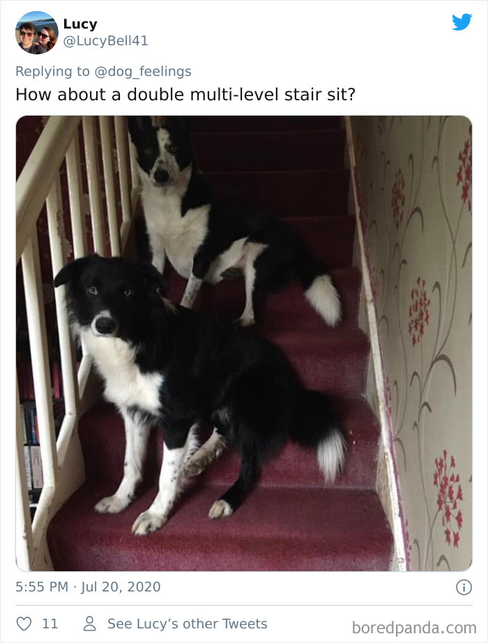 The-Rarest-Sit-Dogs-Stairs-Thoughts-Of-Dog
