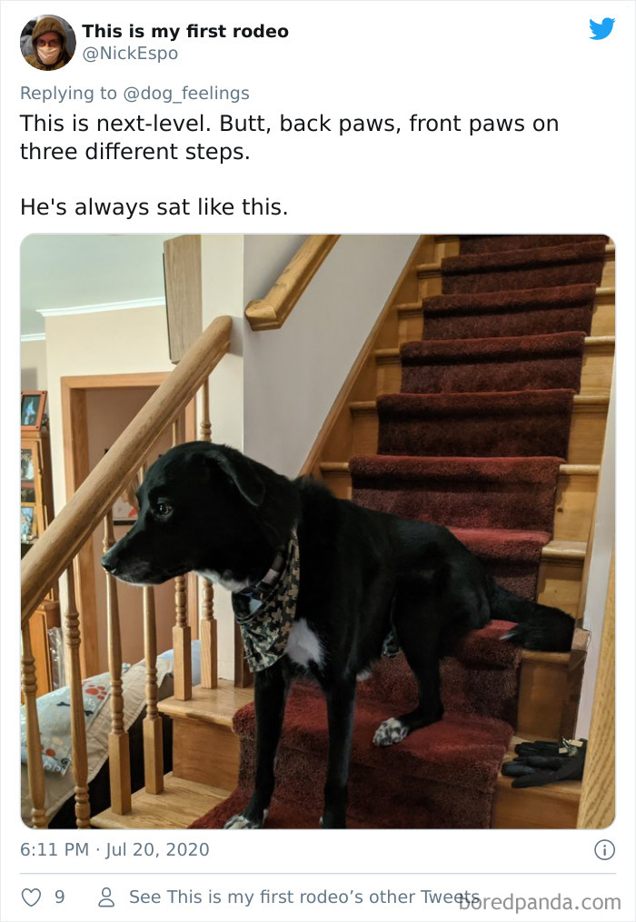 The-Rarest-Sit-Dogs-Stairs-Thoughts-Of-Dog