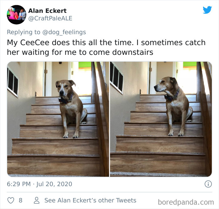 The-Rarest-Sit-Dogs-Stairs-Thoughts-Of-Dog