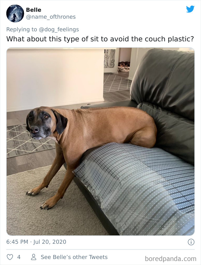 The-Rarest-Sit-Dogs-Stairs-Thoughts-Of-Dog