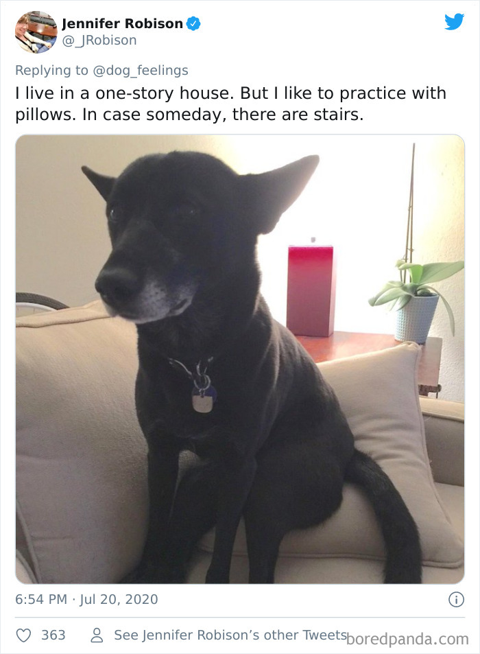 The-Rarest-Sit-Dogs-Stairs-Thoughts-Of-Dog