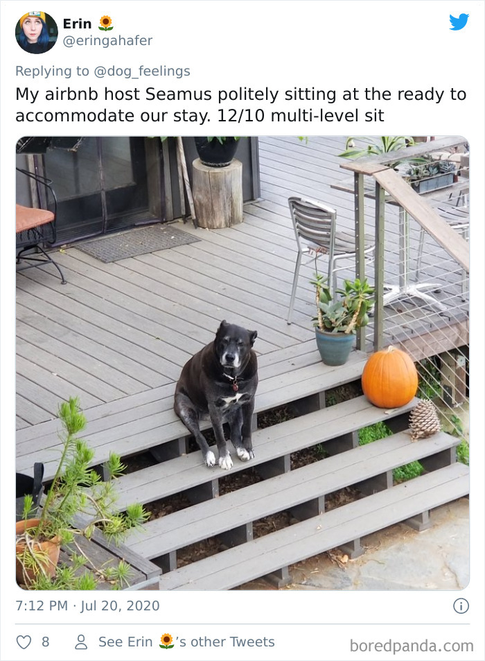 The-Rarest-Sit-Dogs-Stairs-Thoughts-Of-Dog