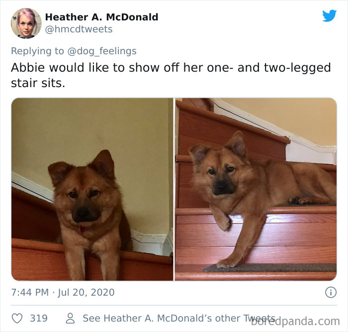 The-Rarest-Sit-Dogs-Stairs-Thoughts-Of-Dog