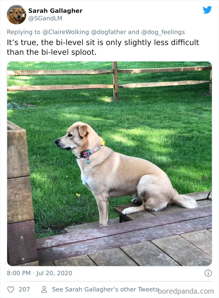 The-Rarest-Sit-Dogs-Stairs-Thoughts-Of-Dog