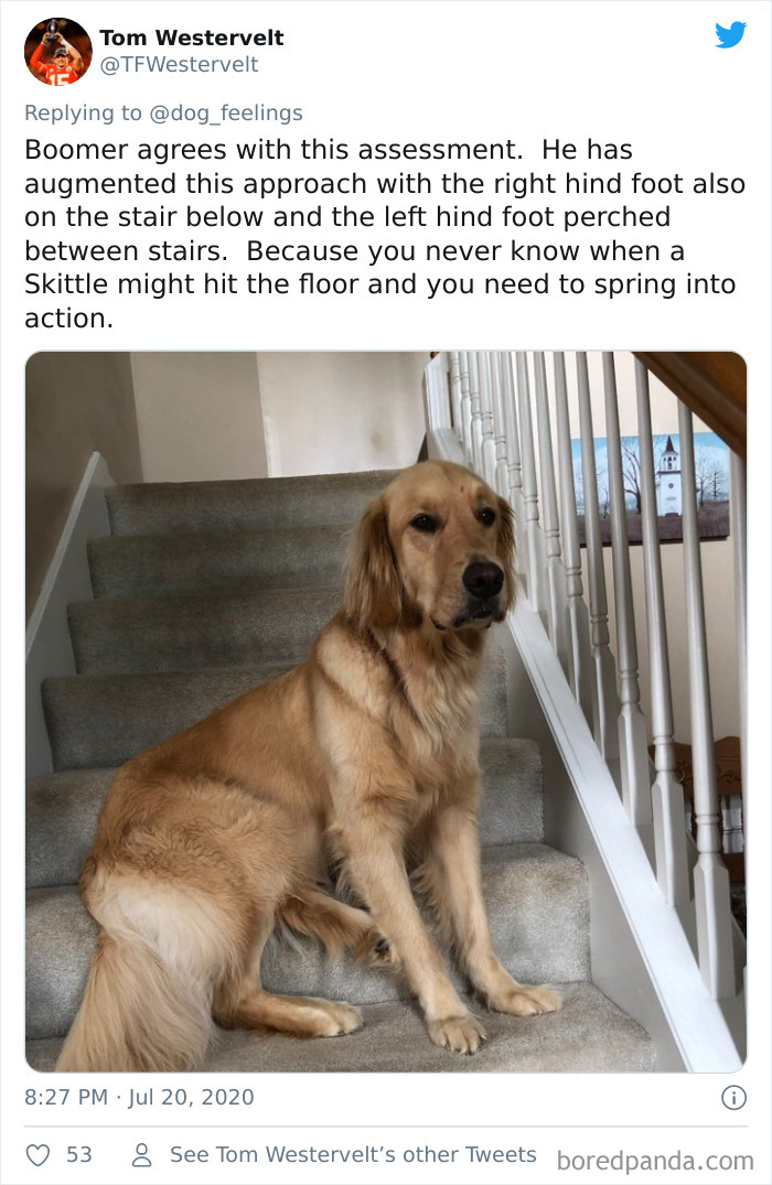 The-Rarest-Sit-Dogs-Stairs-Thoughts-Of-Dog