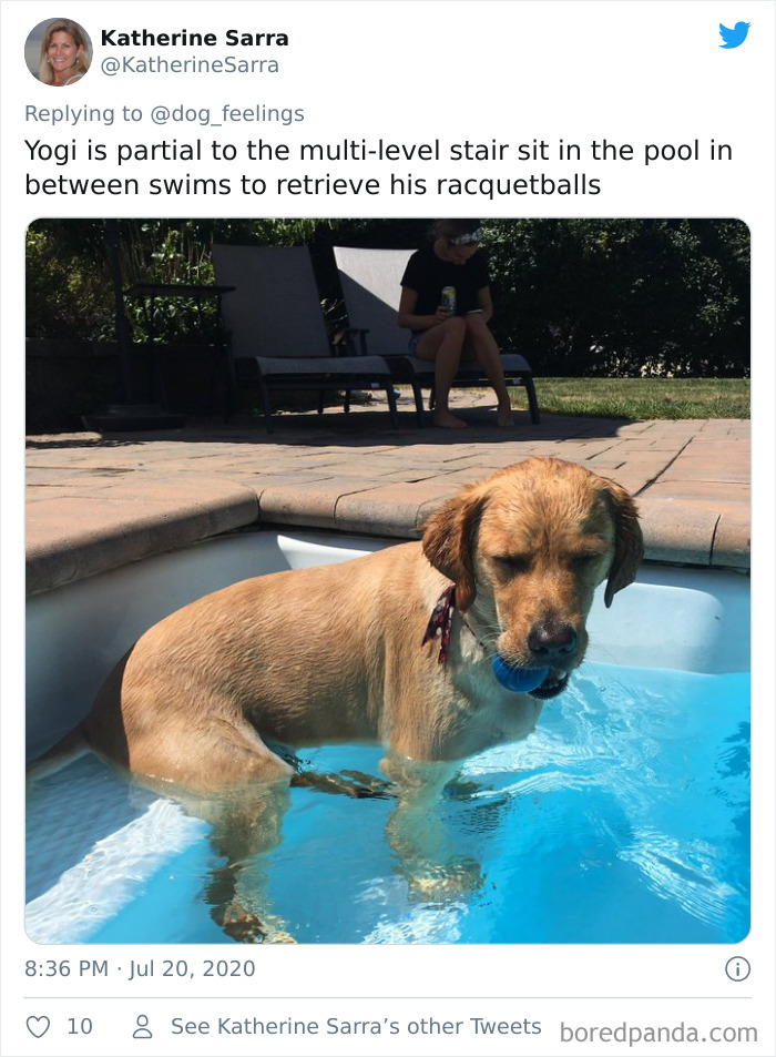 The-Rarest-Sit-Dogs-Stairs-Thoughts-Of-Dog