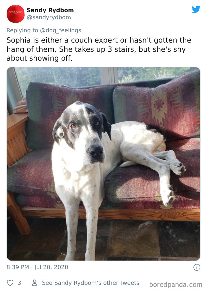 The-Rarest-Sit-Dogs-Stairs-Thoughts-Of-Dog