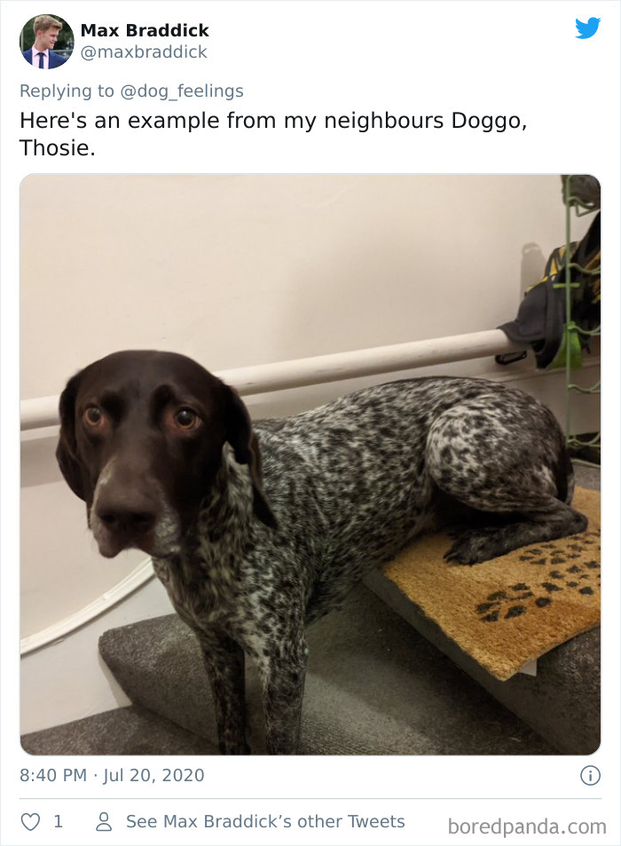 The-Rarest-Sit-Dogs-Stairs-Thoughts-Of-Dog