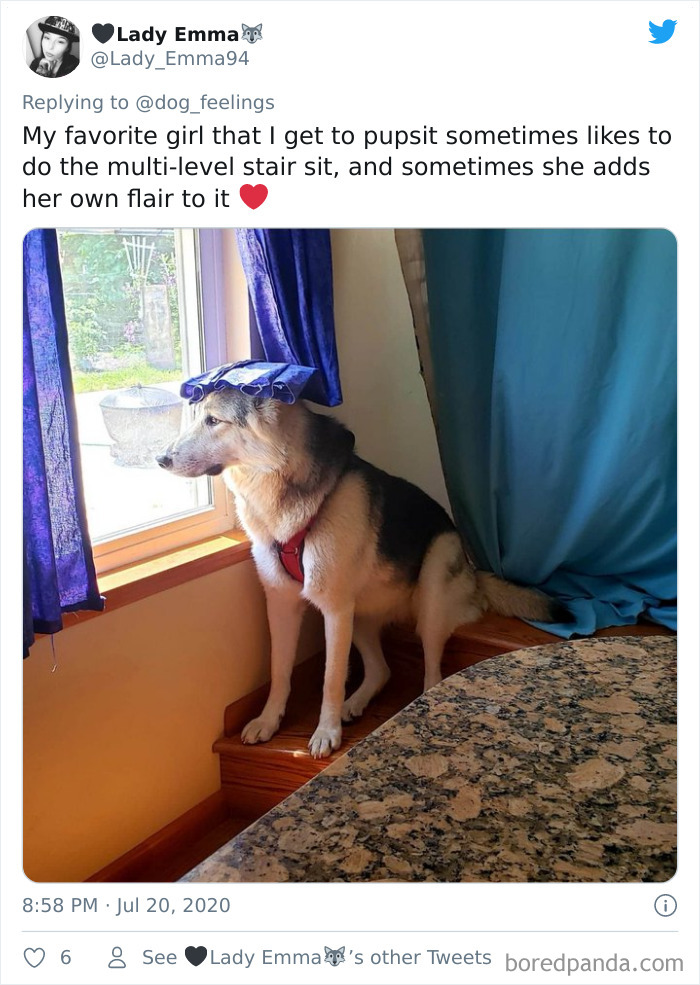 The-Rarest-Sit-Dogs-Stairs-Thoughts-Of-Dog