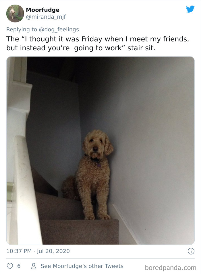 The-Rarest-Sit-Dogs-Stairs-Thoughts-Of-Dog