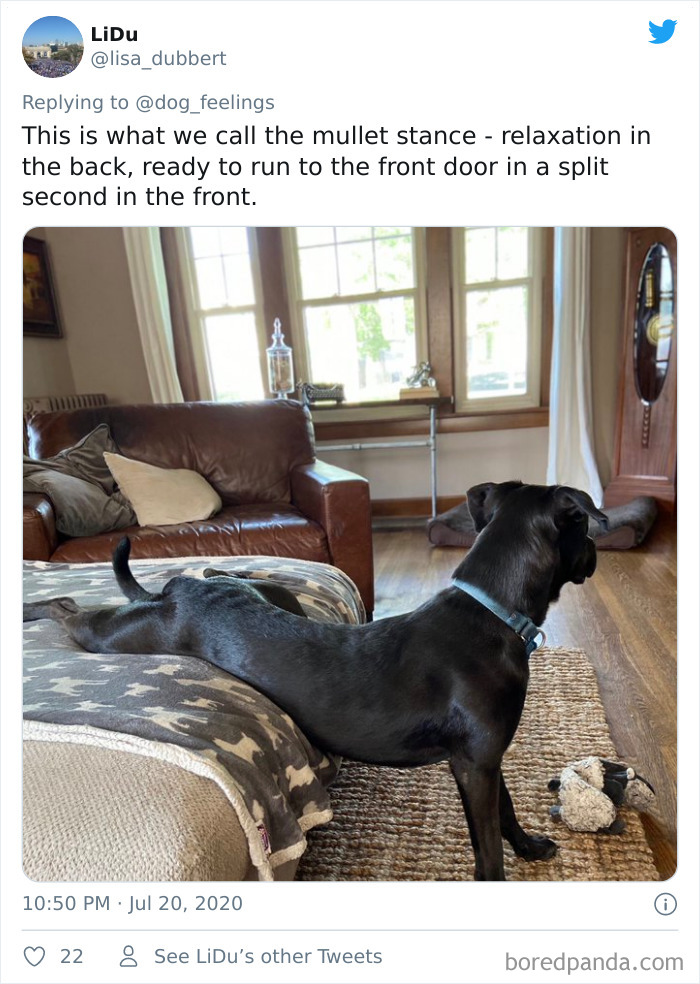 The-Rarest-Sit-Dogs-Stairs-Thoughts-Of-Dog