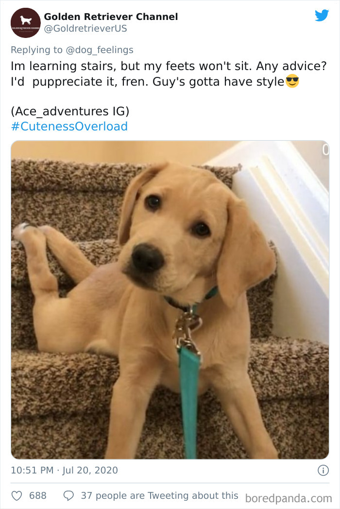 The-Rarest-Sit-Dogs-Stairs-Thoughts-Of-Dog