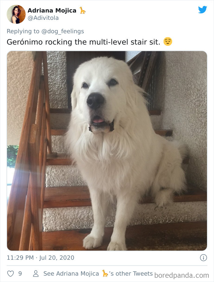 The-Rarest-Sit-Dogs-Stairs-Thoughts-Of-Dog