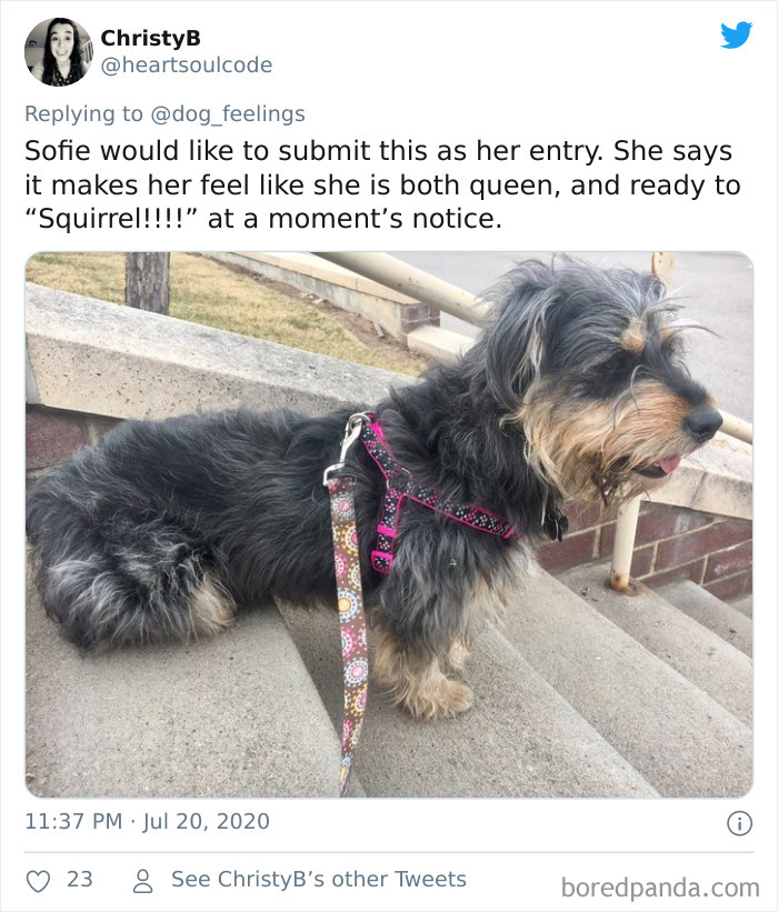 The-Rarest-Sit-Dogs-Stairs-Thoughts-Of-Dog