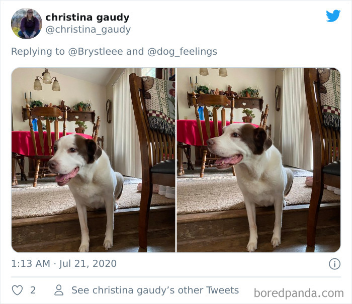 The-Rarest-Sit-Dogs-Stairs-Thoughts-Of-Dog