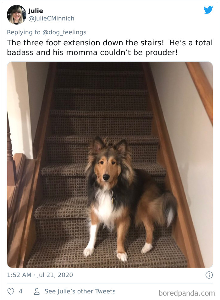 The-Rarest-Sit-Dogs-Stairs-Thoughts-Of-Dog