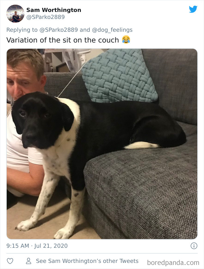 The-Rarest-Sit-Dogs-Stairs-Thoughts-Of-Dog