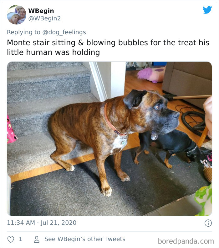 The-Rarest-Sit-Dogs-Stairs-Thoughts-Of-Dog