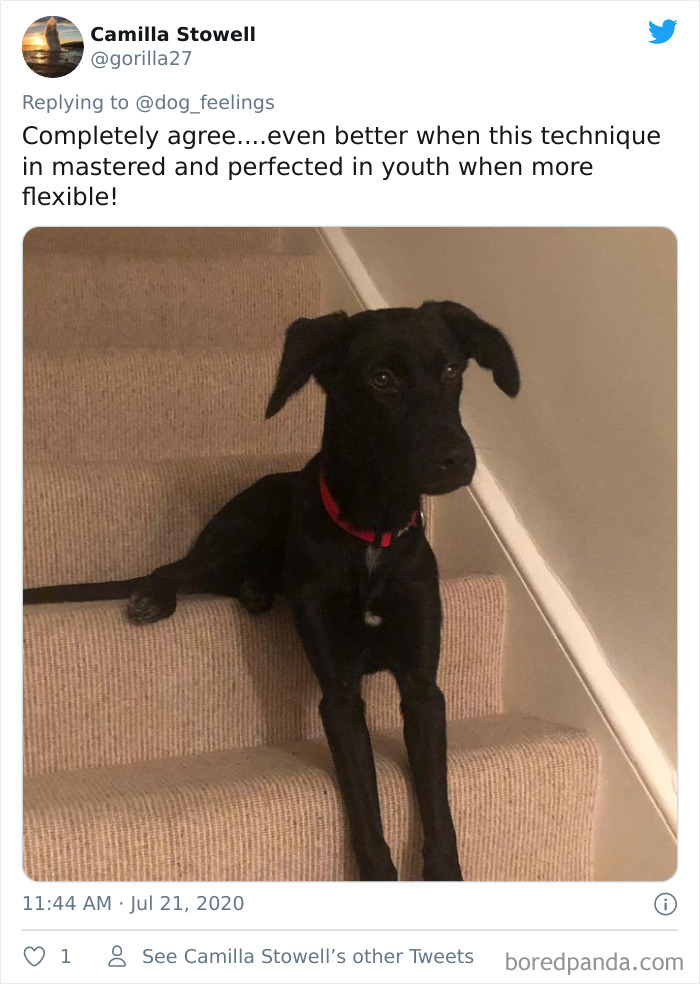 The-Rarest-Sit-Dogs-Stairs-Thoughts-Of-Dog