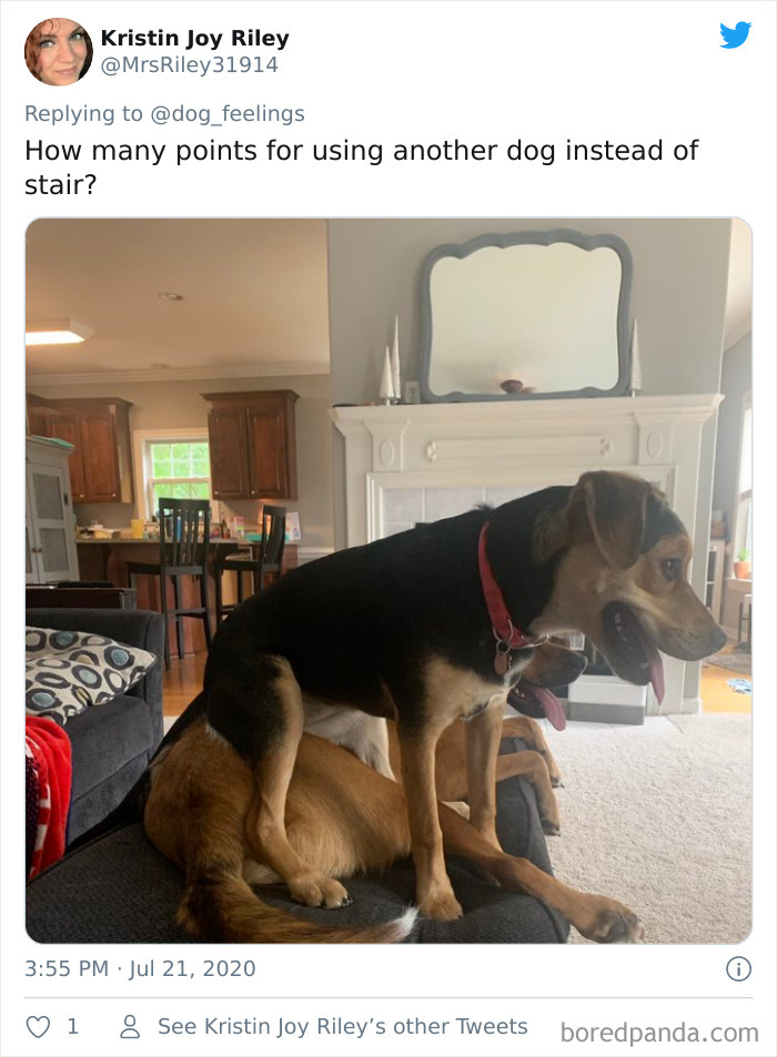 The-Rarest-Sit-Dogs-Stairs-Thoughts-Of-Dog