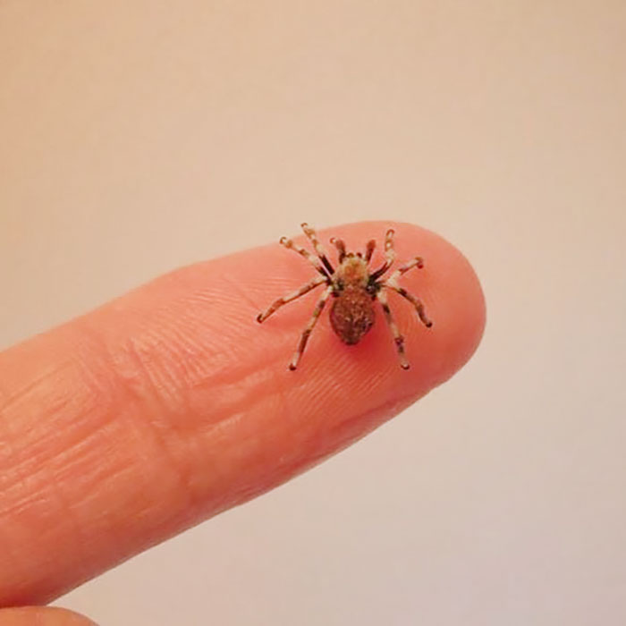 Tiny-Dollhouse-Animals-Miniatures-Fanni-Sandor