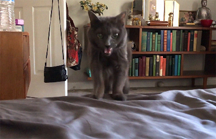 Cleo's Final Recorded Mraws. We Said Our Goodbyes Late Friday Afternoon. She Is Sorely Missed.