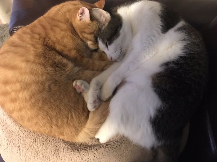 Weird-Position-Lying-Cats-Pics